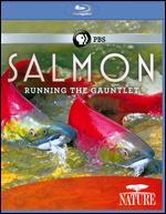 Nature: Salmon - Running the Gauntlet [Blu-ray]