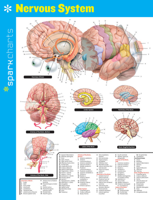 Nervous System SparkCharts - SparkNotes