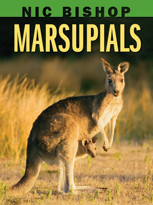 Nic Bishop: Marsupials - Bishop, Nic, and Bishop, Nic (Photographer)