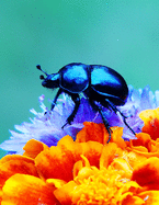 Notebook: Forest Beetle Flowers Petals insect larva species weevil firefly