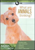 NOVA scienceNOW: What Are Animals Thinking?