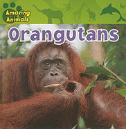 Orangutans