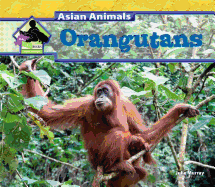 Orangutans