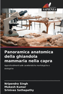 Panoramica anatomica della ghiandola mammaria nella capra