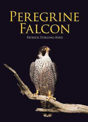 Peregrine Falcon - Stirling-Aird, Patrick