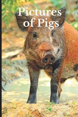 Pictures of Pigs: Funny White Elephant, Secret Dirty Santa Gift, (Stupid Gifts Ideas) - Stack, Pete