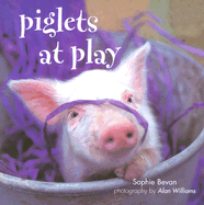 Piglets at Play