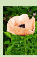 Poppy 2014 Weekly Calendar: 2014 Week by Week Calendar with a Cover Photo of a Peach Poppy Flower