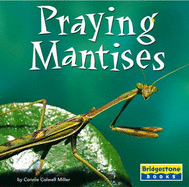 Praying Mantises - Miller, Connie Colwell