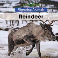 Reindeer