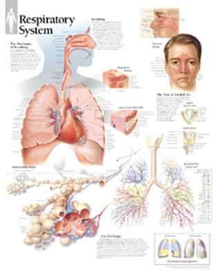 Respiratory System - Scientific Publishing