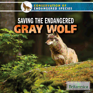 Saving the Endangered Gray Wolf