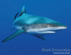 Shark Encounters