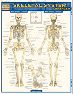 Skeletal System: Advanced