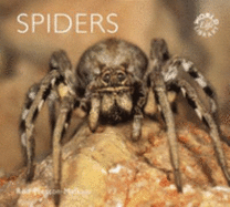 Spiders - Preston-Mafham, Rod