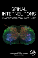 Spinal Interneurons: Plasticity after Spinal Cord Injury