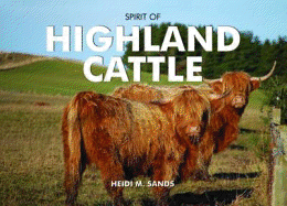Spirit of Highland Cattle