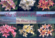 The Exotic Plumeria: A Pictorial: The Flower of Hawaii