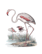 The Greater Flamingo Composition Notebook