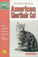 The Guide to Owning an American Shorthair Cat