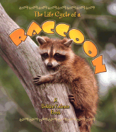 The Life Cycle of a Raccoon