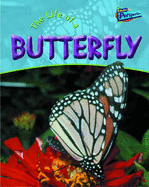 The Life Of A Butterfly