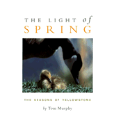 The Light of Spring: The Seasons of Yellowstone