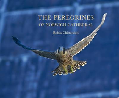 The Peregrines of Norwich Cathedral: Robin Chittenden - Chittenden, Robin