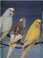 The T.F.H. book of budgerigars - Miller, Evelyn