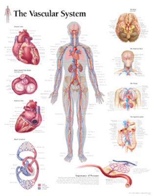 The Vascular System Chart - Scientific Publishing, and Various