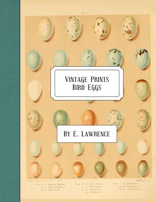 Vintage Prints: Bird Eggs - Lawrence, E