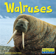 Walruses