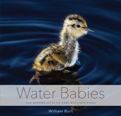 Water Babies: The Hidden Lives of Baby Wetland Birds - Burt, William