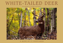 White-Tailed Deer: Postcard Book