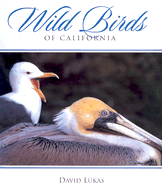 Wild Birds of California