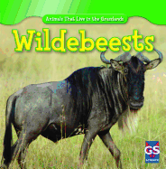 Wildebeests