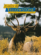 Wildlife @ Yellowstone