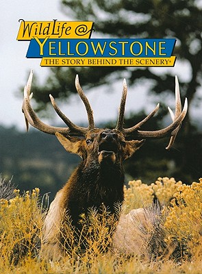 Wildlife @ Yellowstone - Consolo-Murphy, Sue, and Murphy, Kerry, and Madison, Cheri C (Editor)