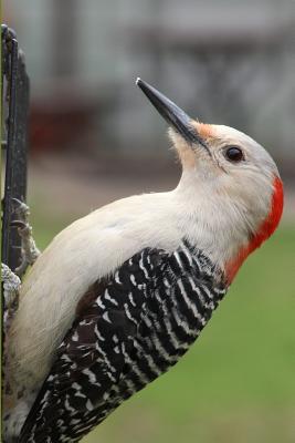 Woodpecker Watching Blank Lined Journal Notebook: A Daily Diary, Composition or Log Book, Gift Idea for People Who Love Watching Woodpeckers!! - Publishing, Neaterstuff