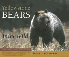 Yellowstone Bears in the Wild