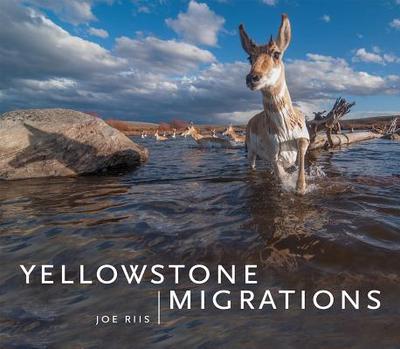 Yellowstone Migrations - Riis, Joe (Photographer), and Middleton, Arthur (Contributions by), and Ostlind, Emilene (Contributions by)