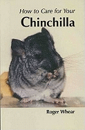 Your first chinchilla